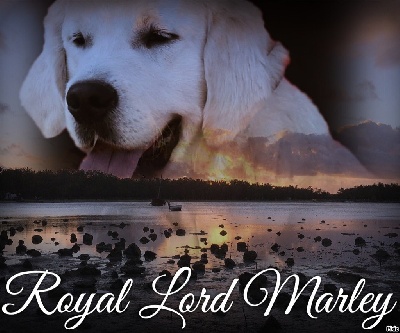 Étalon Golden Retriever - Royal lord marley du château de l’amour