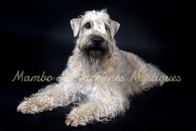 Étalon Irish Soft Coated Wheaten Terrier - CH. Mambo des Varennes Mystiques