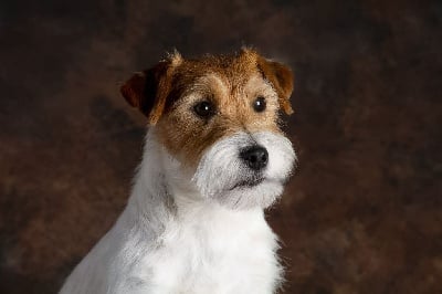 Étalon Jack Russell Terrier - CH. monamour Lalala lovesong