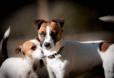 Étalon Jack Russell Terrier - Rocket du Bois de Compiègne