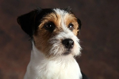 Étalon Jack Russell Terrier - lovely-orange Black buttery