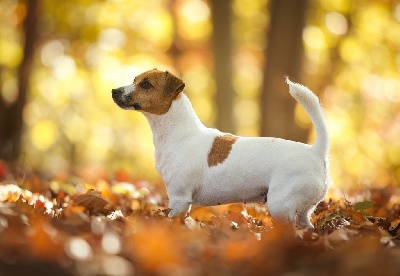 Étalon Jack Russell Terrier - nimble tail Uranie