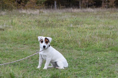 Étalon Jack Russell Terrier - Sissi de la Haute Fougère