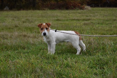 Étalon Jack Russell Terrier - Skipi of Sea Bird Sanctuary