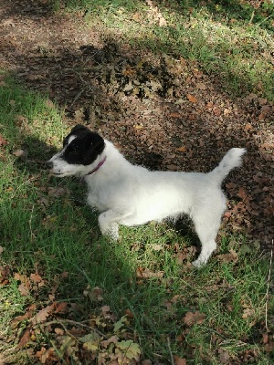 Étalon Jack Russell Terrier - Ozia de la Plaine de Majalis