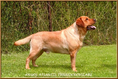 Étalon Labrador Retriever - Argos atlantis thunderovslabs