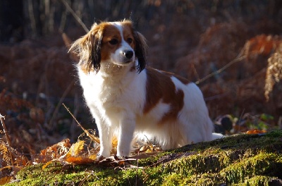 Étalon Petit chien hollandais de chasse au gibier d'eau - CH. Jenna-louise comtesse Du Moulin De La Combe
