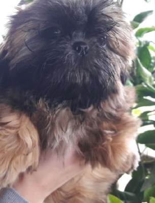 Étalon Shih Tzu - Naomi Du logis de beaumanoir