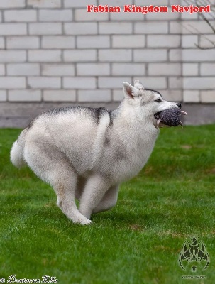 Étalon Siberian Husky - Fabian kingdom navjord