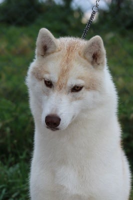 Étalon Siberian Husky - Rise of chaos on The Land Of Wolves