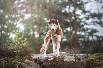 Étalon Siberian Husky - Amarok's Luna