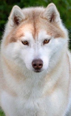 Étalon Siberian Husky - snowinter Stayin alive