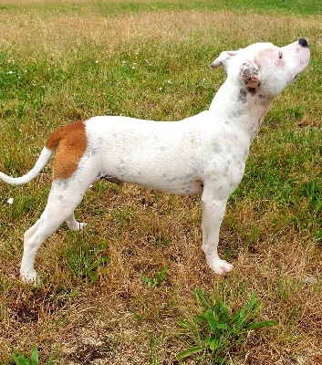 Étalon Staffordshire Bull Terrier - White temptationstaff