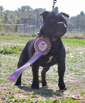 Étalon Staffordshire Bull Terrier - CH. Letal weapon Des Ha-lyzés D'Arelate