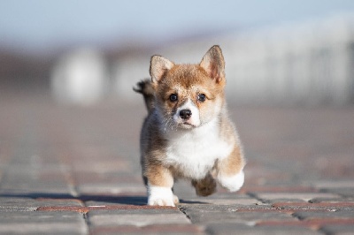 Étalon Welsh Corgi Pembroke - Dayanna vary dan's