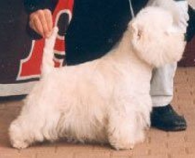 Étalon West Highland White Terrier - CH. Lord's Wain Musea