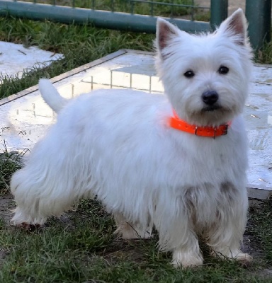 Étalon West Highland White Terrier - Odysee Du domaine d'alexan