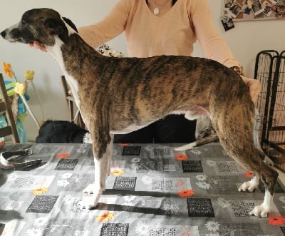 Étalon Whippet - New metal dream ococ De Lev'horse