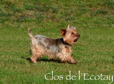 Étalon Yorkshire Terrier - Minnie Du Clos De L'Ecotay