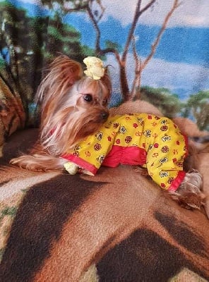 Étalon Yorkshire Terrier - P'tit lu Du Paradis De L'Isle