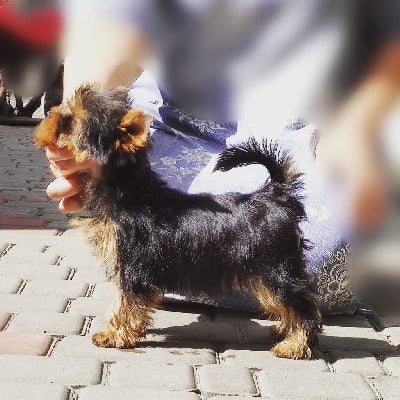 Étalon Yorkshire Terrier - mini bomond All love for you