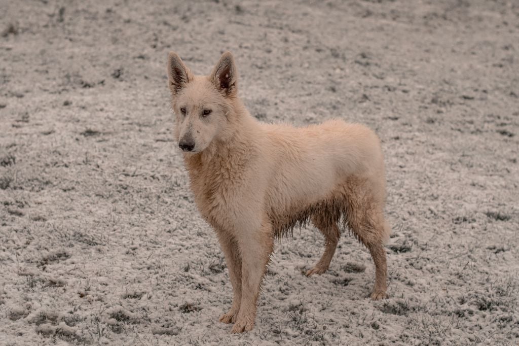 Les Berger Blanc Suisse de l'affixe   Des Jardins De La Guiotte
