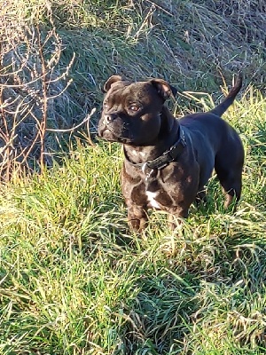 Étalon Staffordshire Bull Terrier - Of Queens Of The Black Moon Prince 