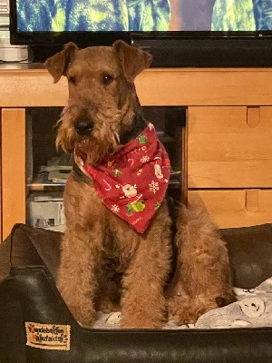 Étalon Airedale Terrier - Slicey Cover girl