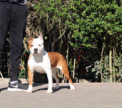 Étalon American Staffordshire Terrier - CH. Nossiana Glory Potency Of Ring's