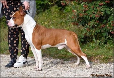 Étalon American Staffordshire Terrier - Pégasus dream horse of Ayron Star