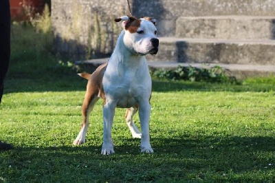 Étalon American Staffordshire Terrier - Seiko Du Domaine Des Légendes Urbaines