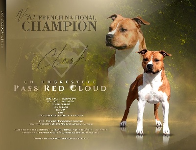 Étalon American Staffordshire Terrier - CH. Thoresteel Pass red cloud