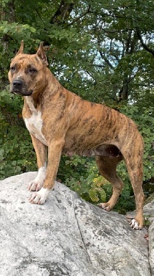 Étalon American Staffordshire Terrier - Ormsby s roots des terres indiennes
