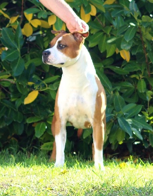 Étalon American Staffordshire Terrier - Terrier's Paradise Promise to win