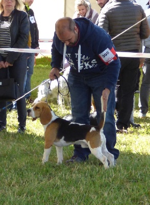 Étalon Beagle - Obi lj De La Vallée Des Adriens