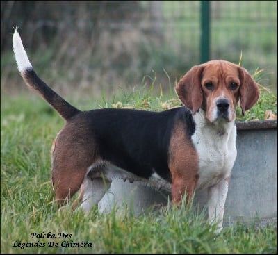 Étalon Beagle - Polcka Des Légendes De Chimera
