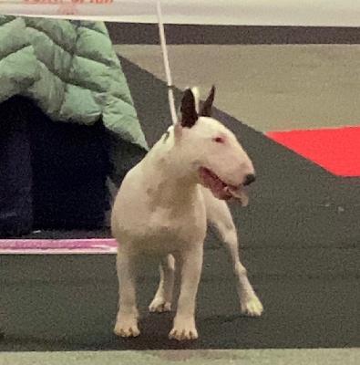 Étalon Bull Terrier Miniature - Rocco Des jardins de margaux