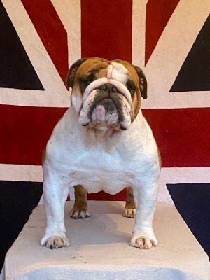 Étalon Bulldog Anglais - Over the moon del Caliborso