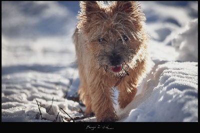 Étalon Cairn Terrier - Skye des vents d'océan