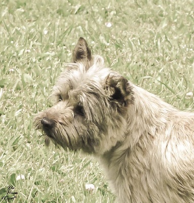 Étalon Cairn Terrier - P.s. i love you Des Fauves D'orient