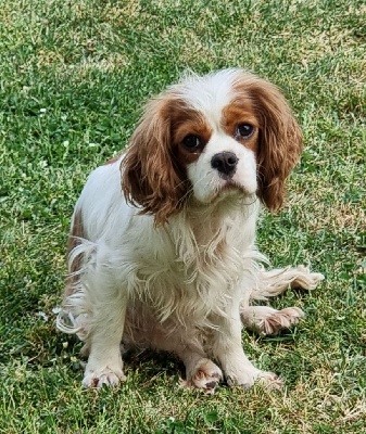 Étalon Cavalier King Charles Spaniel - Raissa Du murat