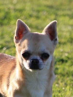 Étalon Chihuahua - Symba des P'tits Sucres d'Orge