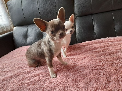 Étalon Chihuahua - Speedy Des Chixy Du Soleil