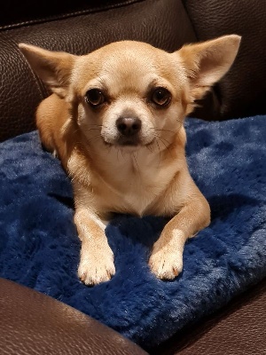 Étalon Chihuahua - Purdey Du Secret Des Dieux