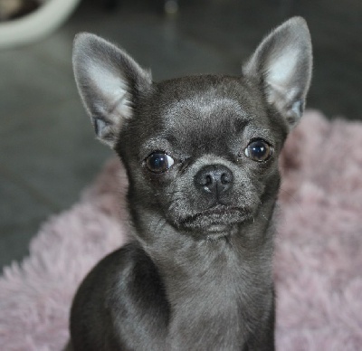 Étalon Chihuahua - R' mine (Sans Affixe)