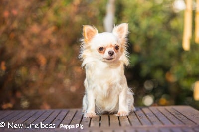 Étalon Chihuahua - New Litel Boss Peppa pig
