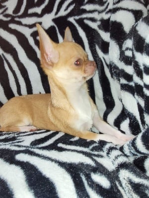 Étalon Chihuahua - Sweet dreams du Marl'Hour
