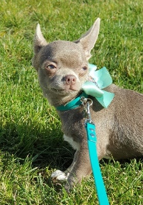 Étalon Chihuahua - Vudi alvinastar
