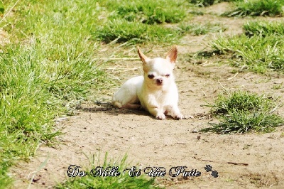 Étalon Chihuahua - His magic love des Mille et une Patte