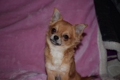 Étalon Chihuahua - Rosalinna Des Pattes D'Argent